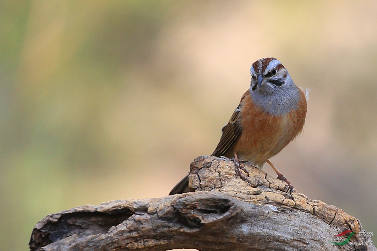 草鹀- 观鸟拍鸟之旅 bird trip reports 鸟网