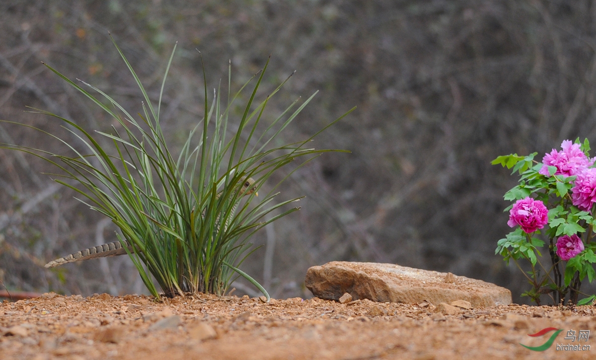 常入兰丛自留香