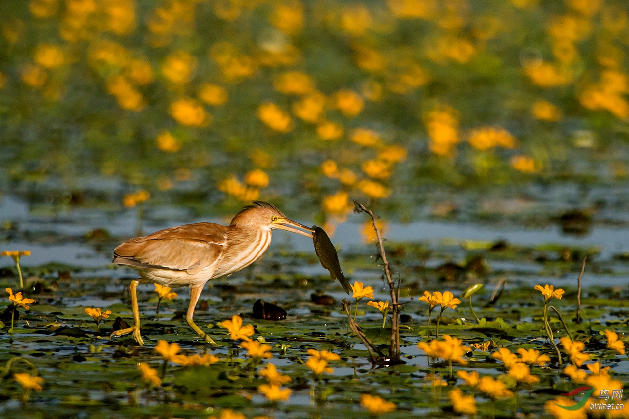 荇菜花上捕鱼的黄尾雃