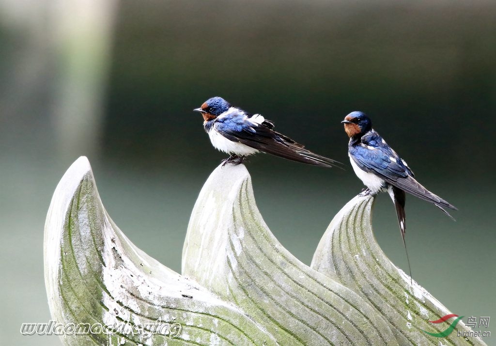 春风迎来紫燕归