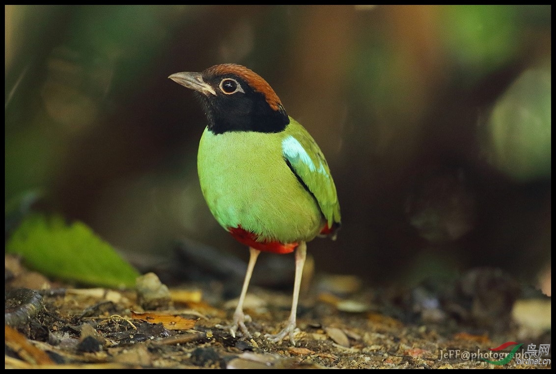 绿胸八色鸫 - 林鸟版 forest birds 鸟网