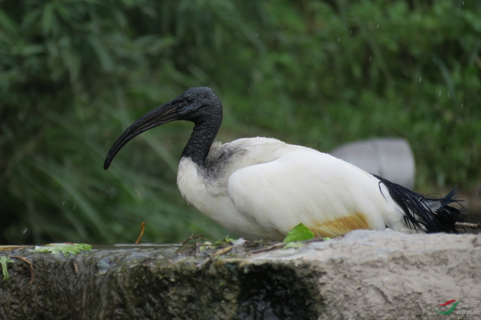 埃及圣鹮(沐浴图)