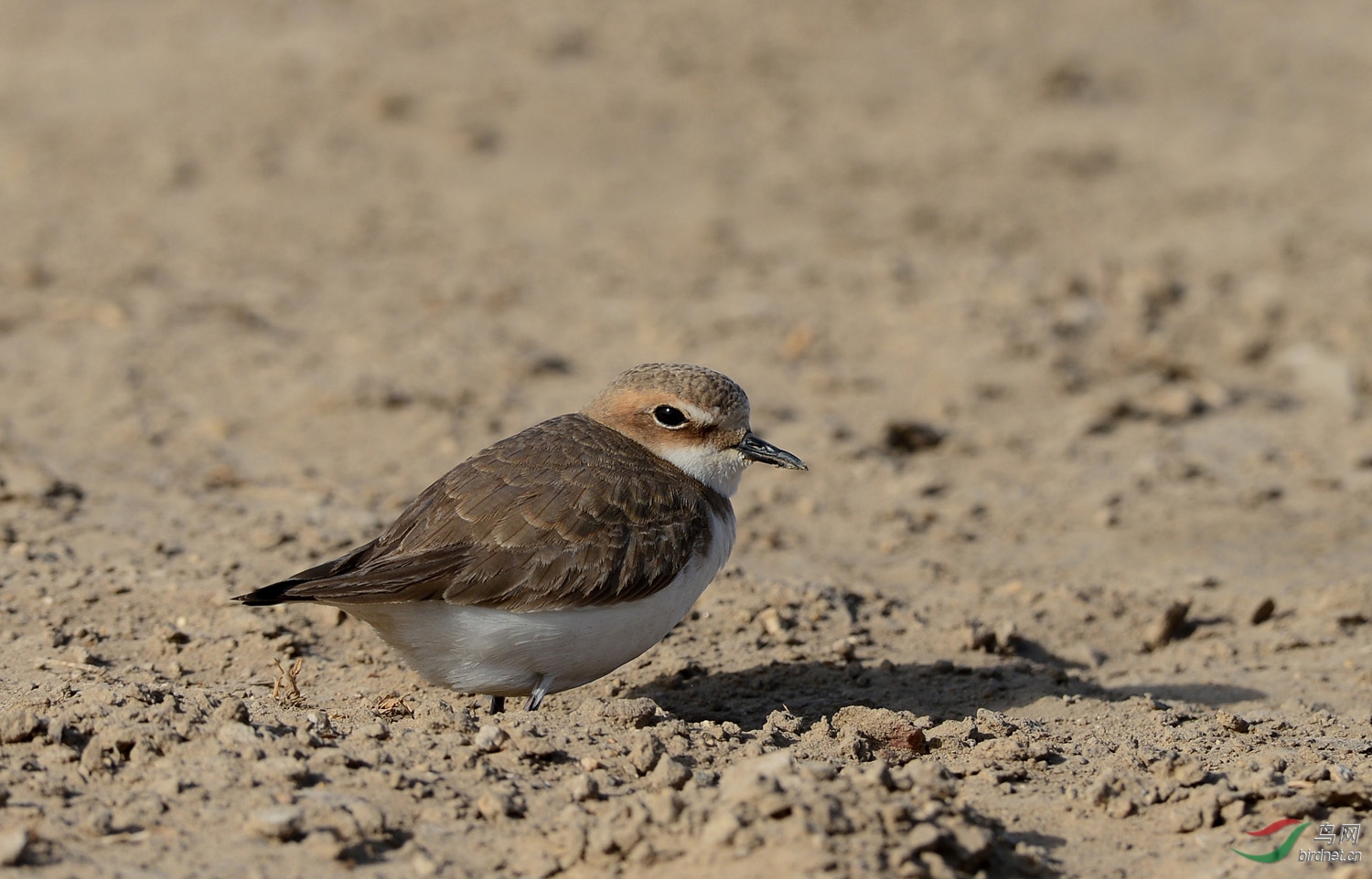 野鸭湖的环颈鸻