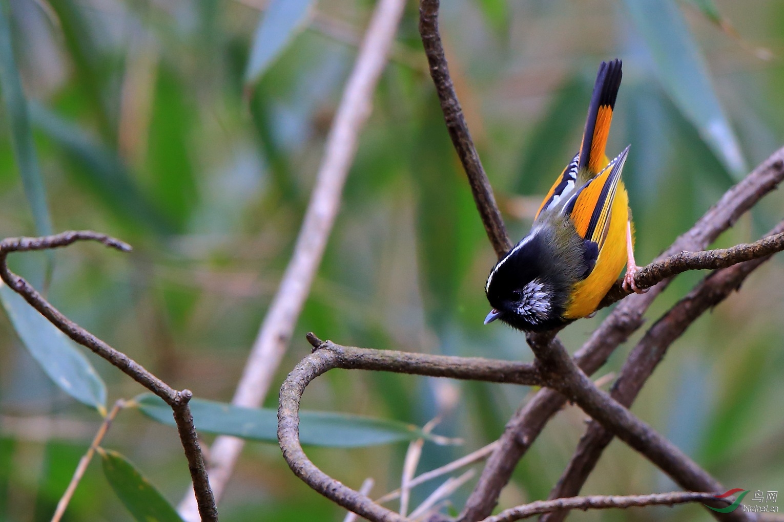 青川拍摄【金胸雀鹛】