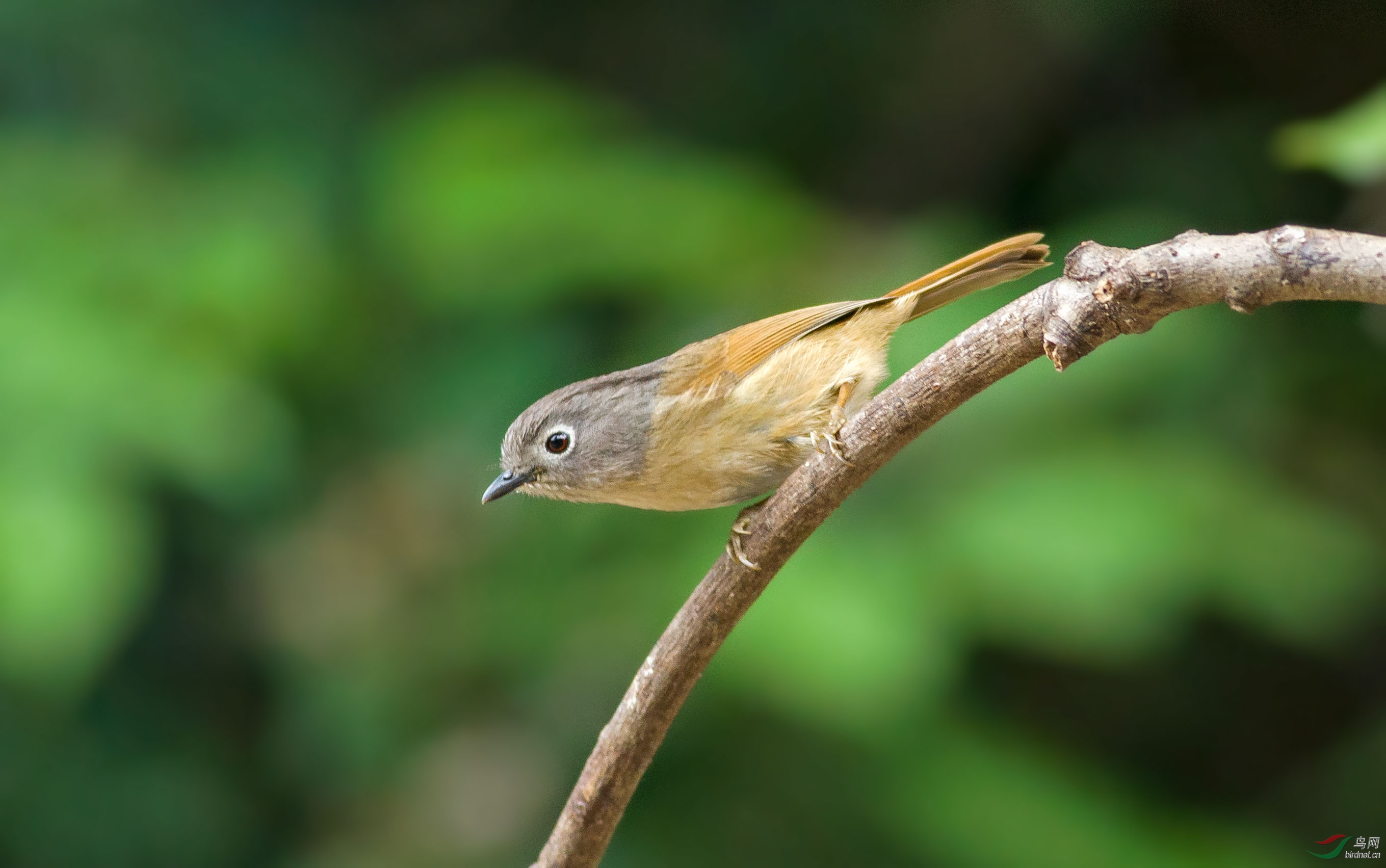 小精灵——灰眶雀鹛