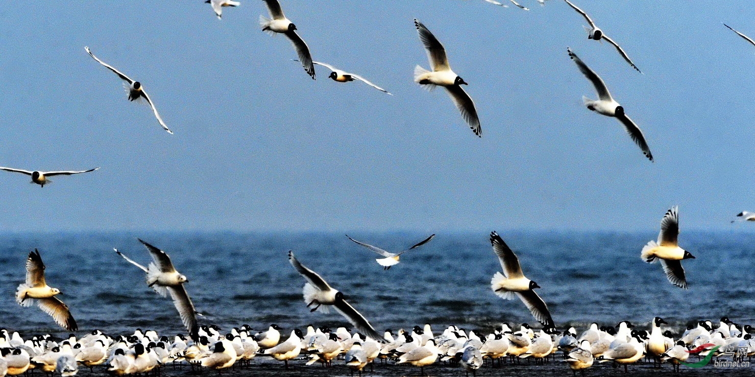 万余只遗鸥迁徙渤海湾