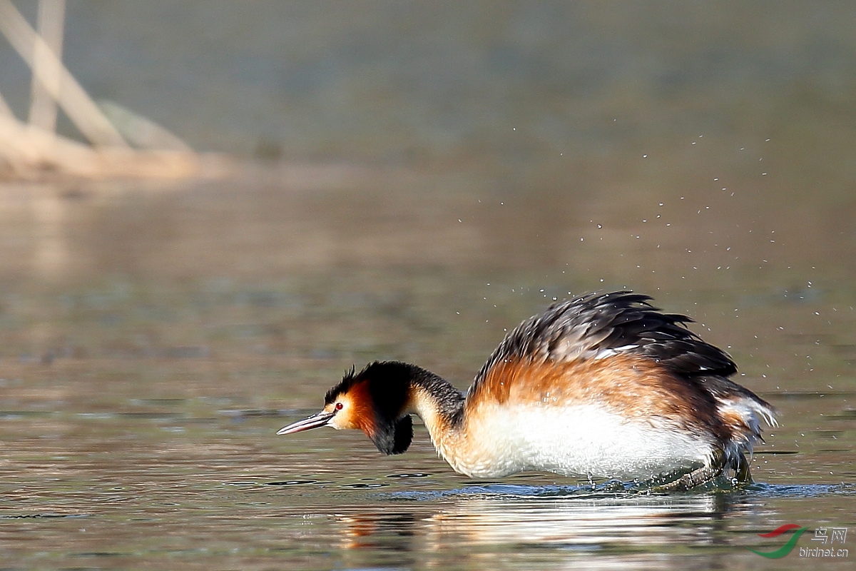 论坛 69 主题区 69 水鸟版 69 凤头䴙䴘·(4)