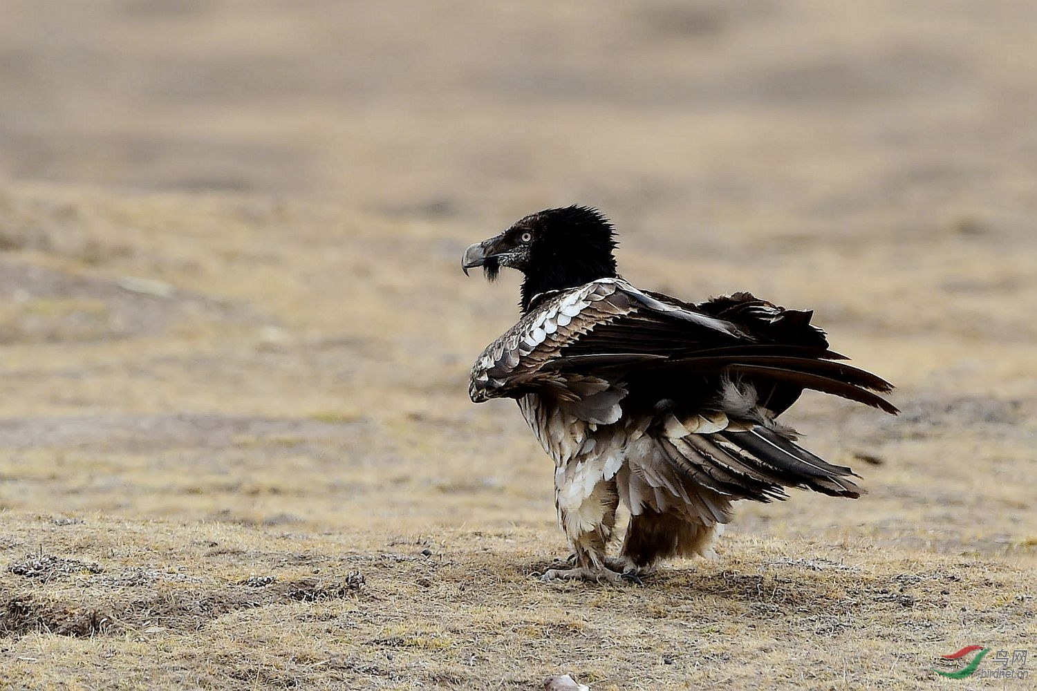十分罕见的变异--胡兀鹫!祝贺图1荣登鸟网首页精华图片!