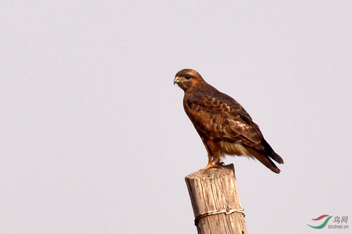 棕尾鵟? - 鸟类识别 鸟网