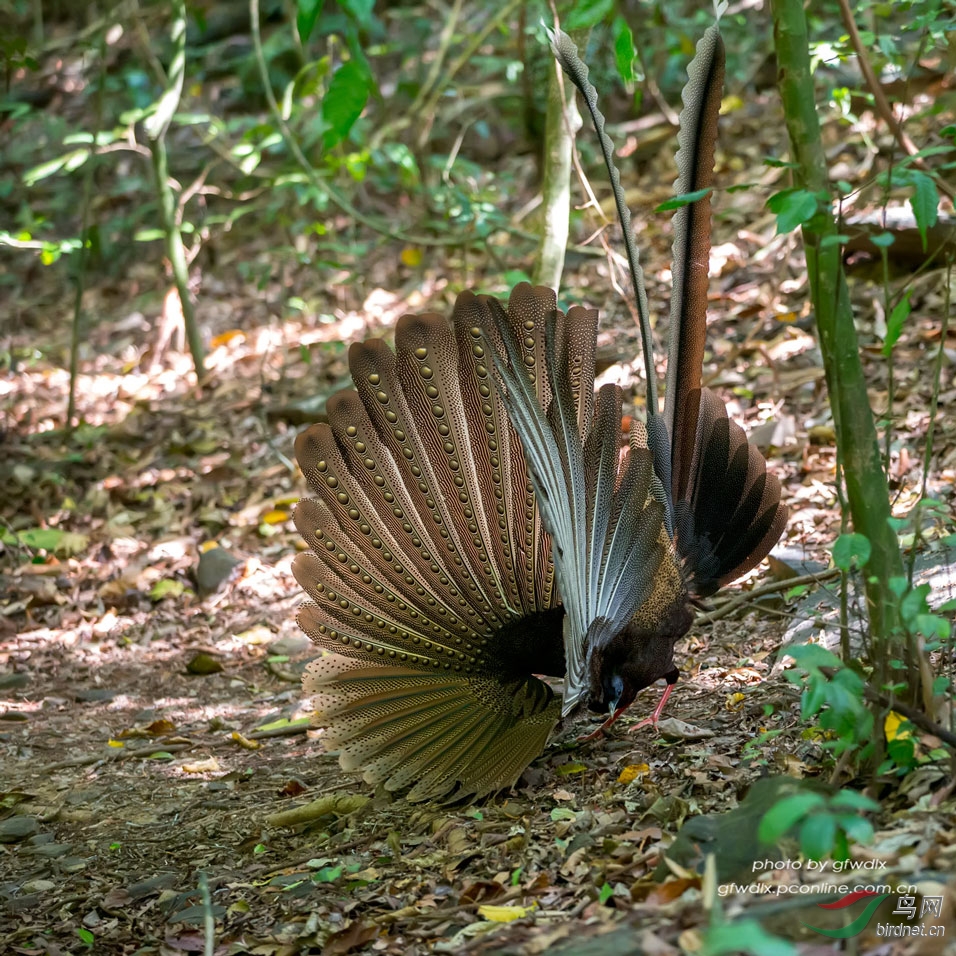 大眼斑雉求偶舞