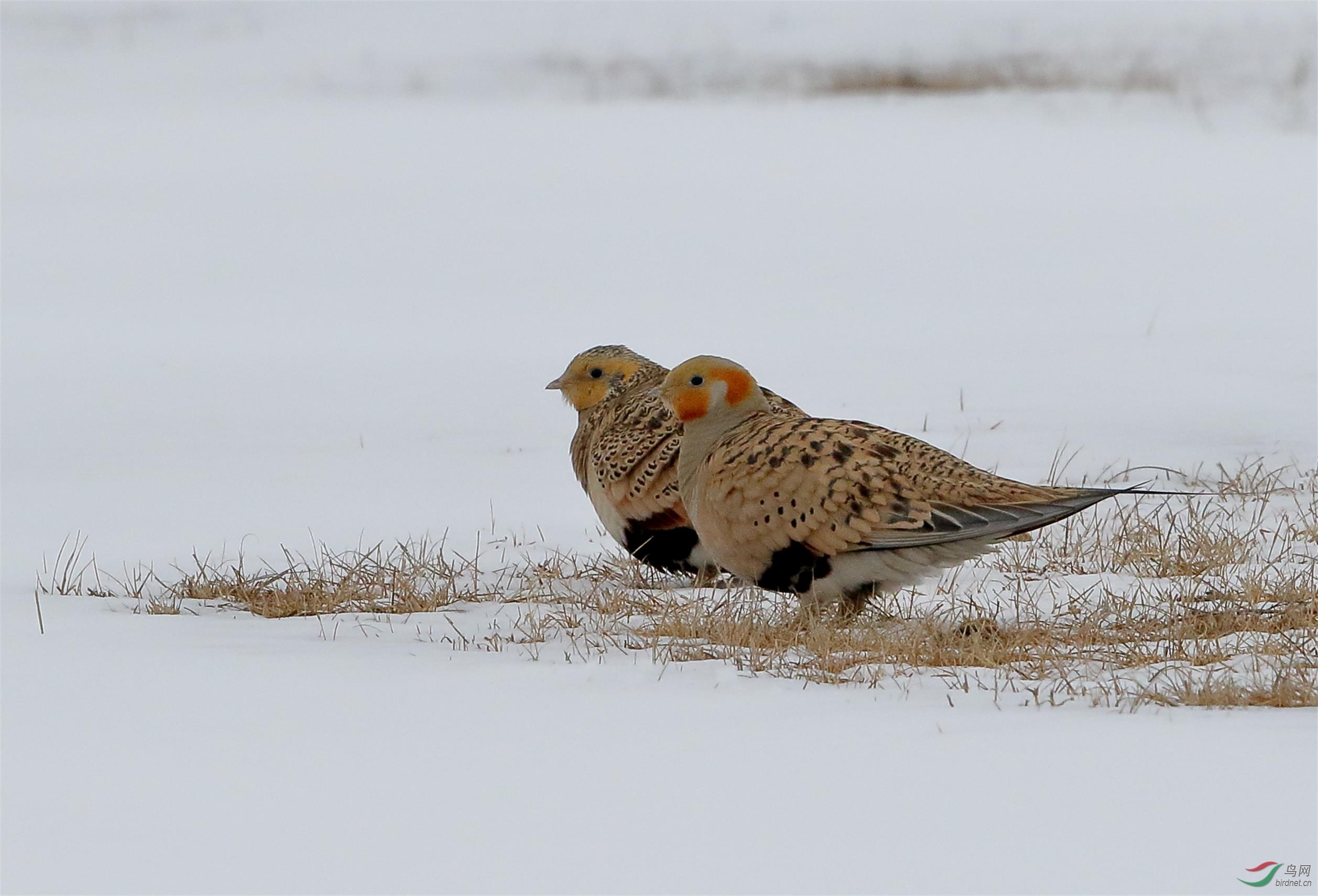 风雪中的毛腿沙鸡