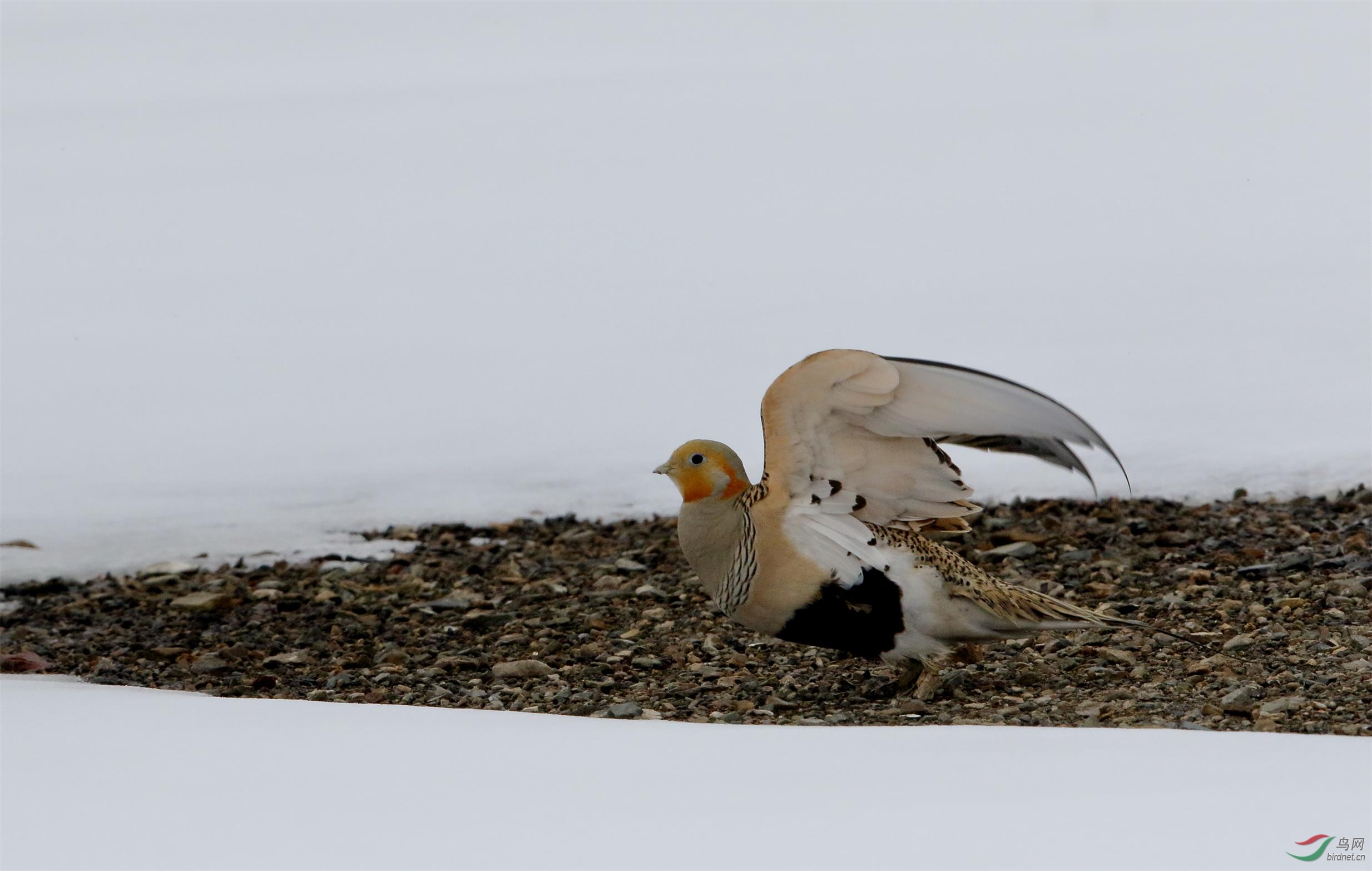 风雪中的毛腿沙鸡