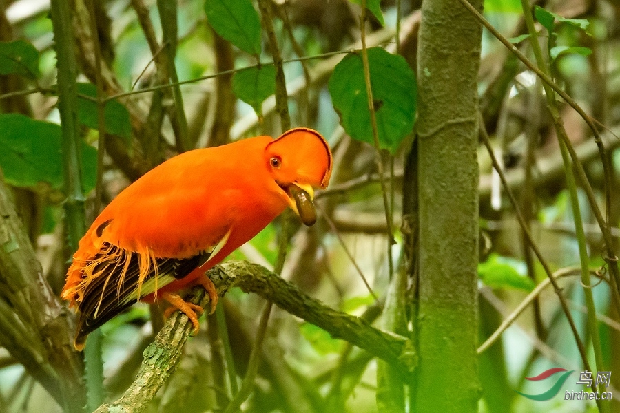 圭亚那动冠伞鸟
