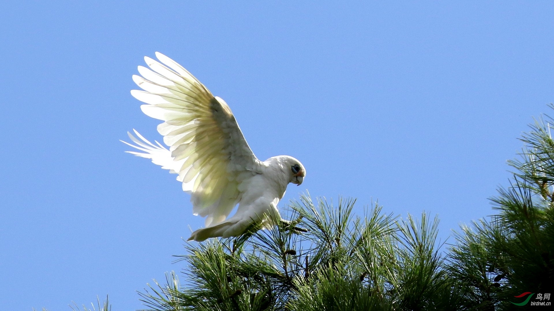 西长嘴凤头鹦鹉 (四)