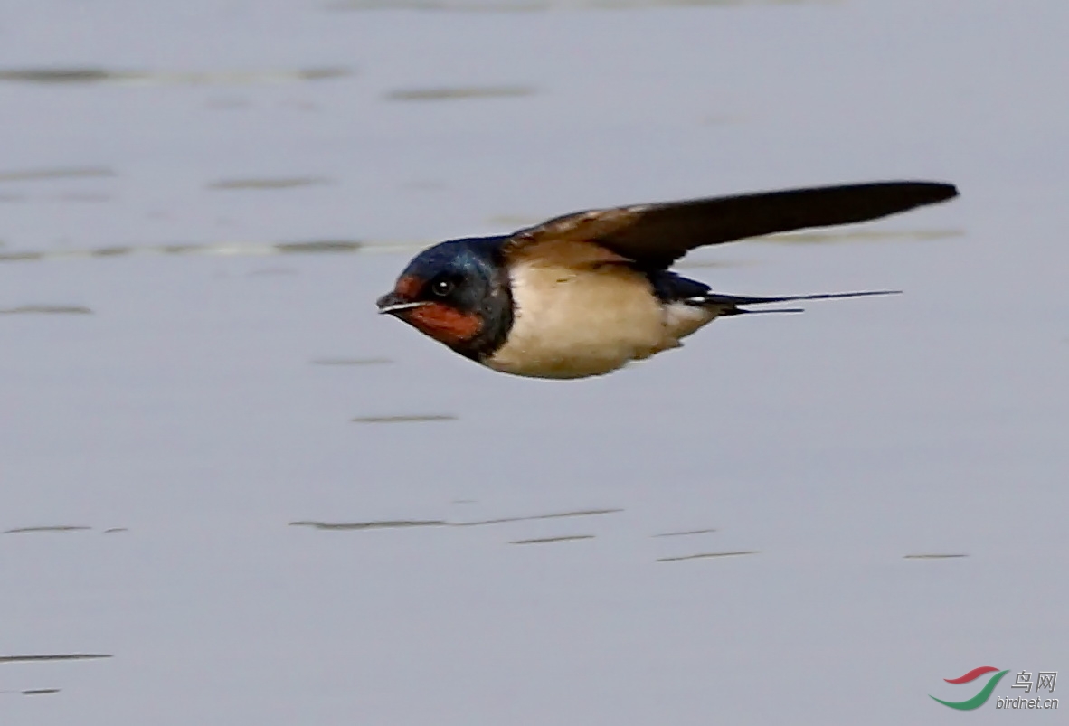 佳能7d2加胖白试拍燕子