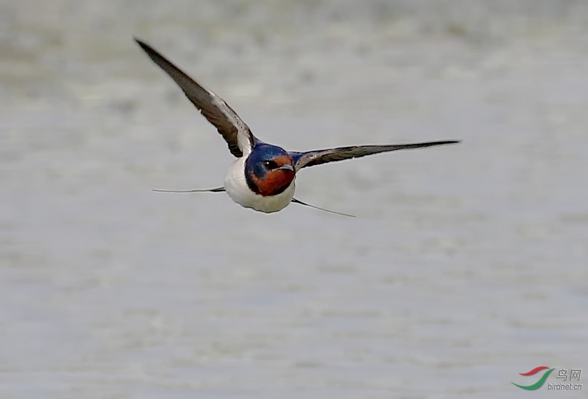 佳能7d2加胖白试拍燕子