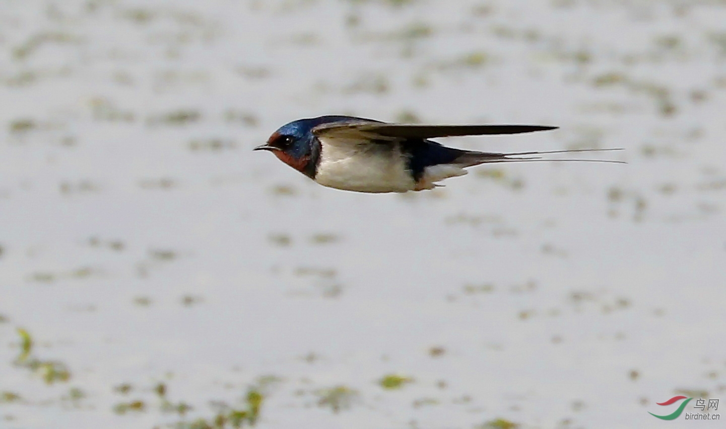 7d2加胖白试拍燕子