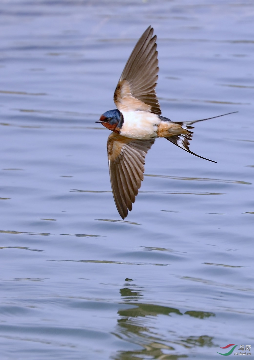 7d2加胖白试拍燕子