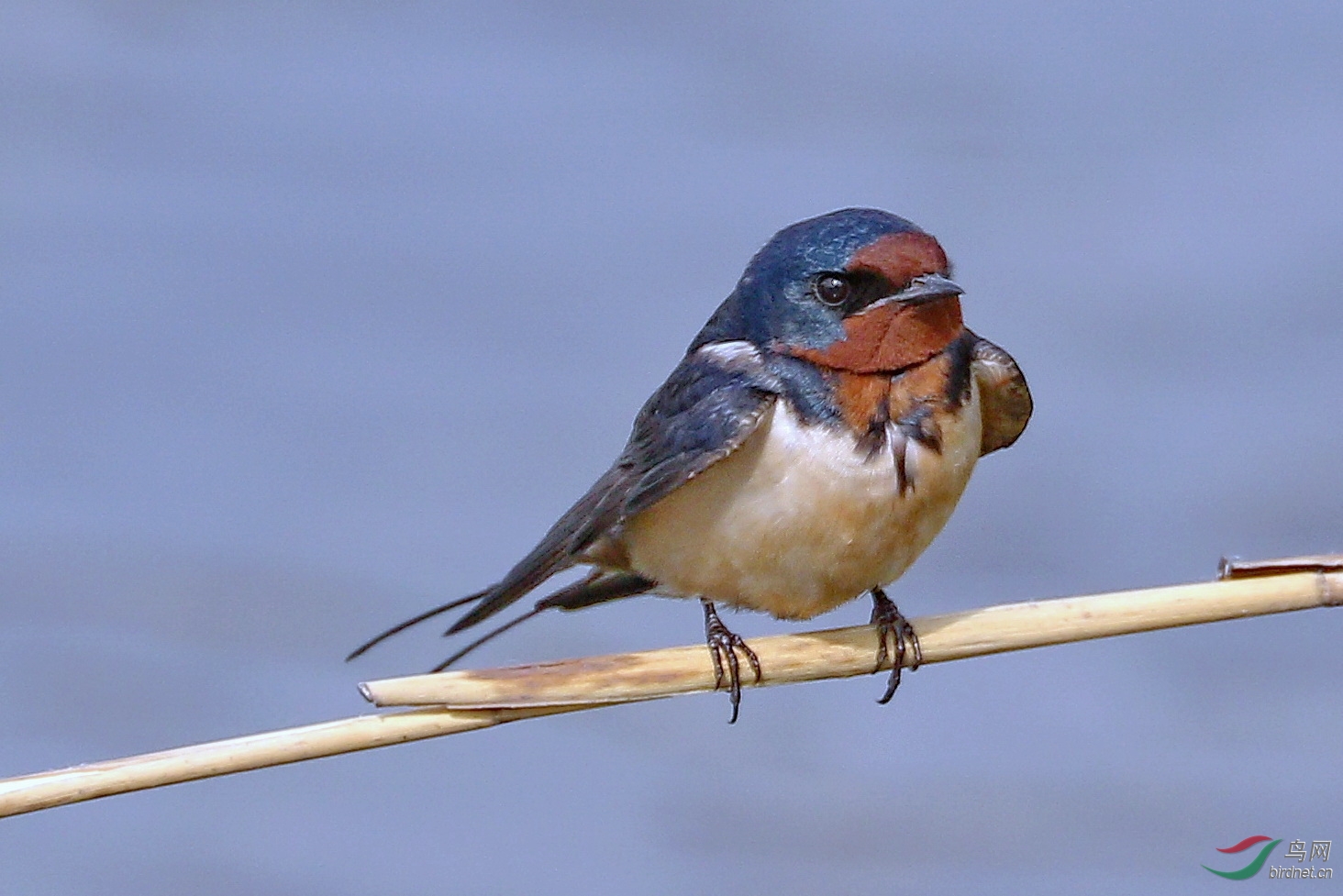 7d2加胖白试拍燕子