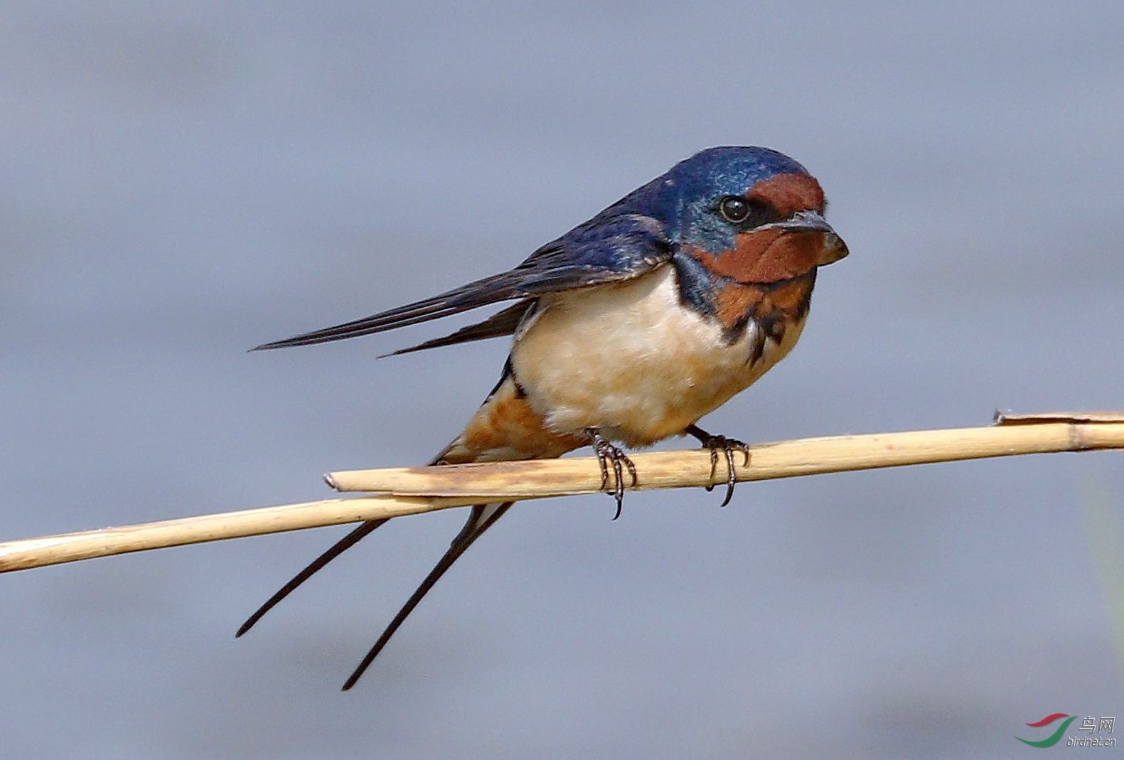 7d2加胖白试拍燕子