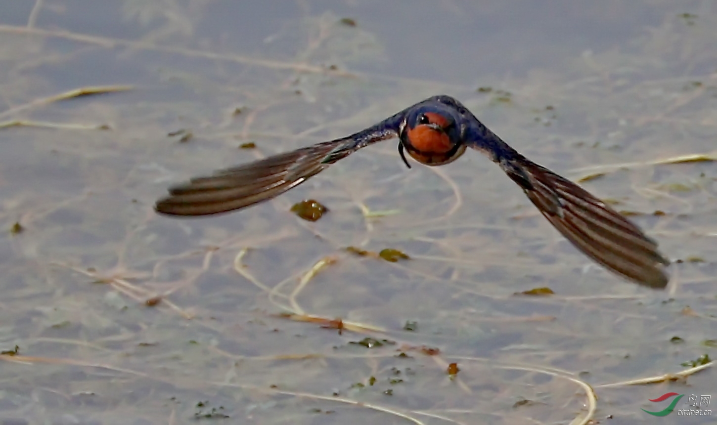 7d2加胖白试拍燕子