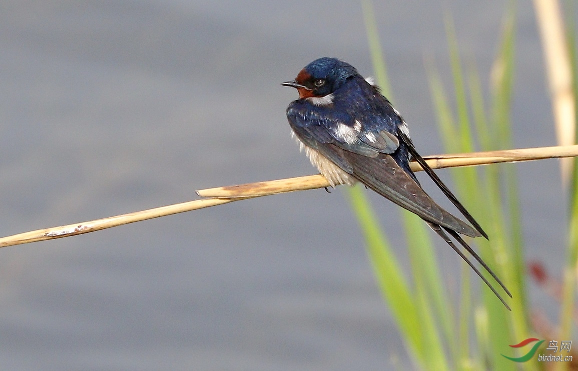 7d2加胖白试拍燕子