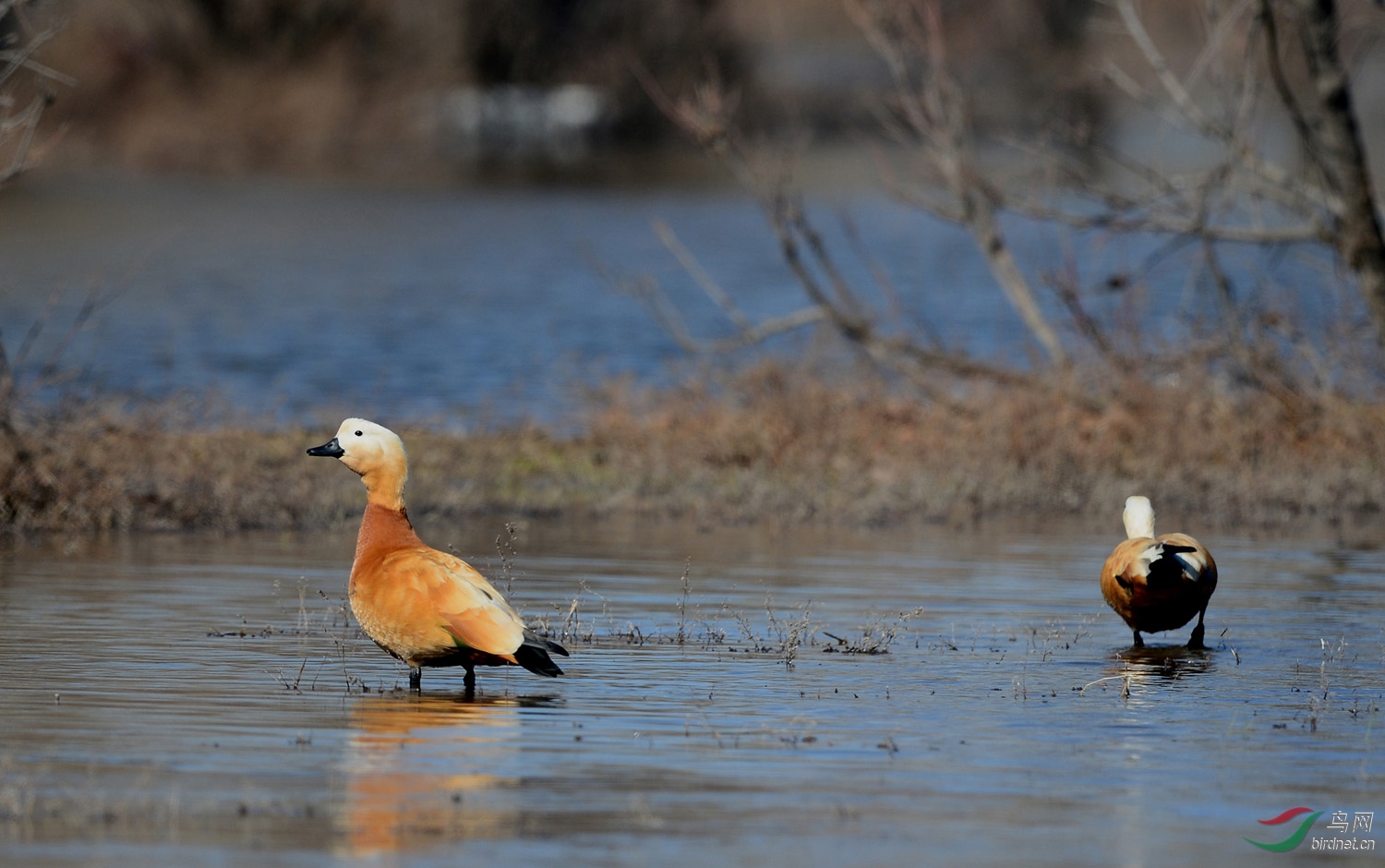 野鸭湖半日收获12种鸟