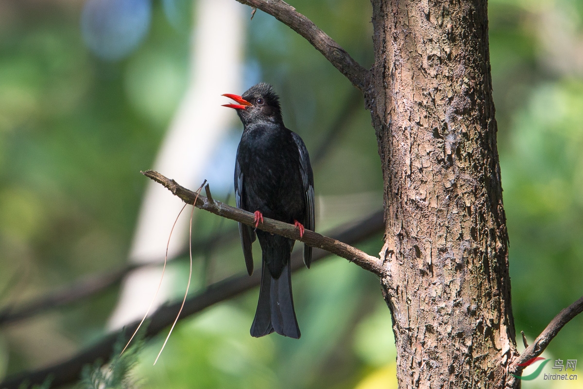 紅嘴黑鵯(黑短腳鵯)himalayan black bulbul