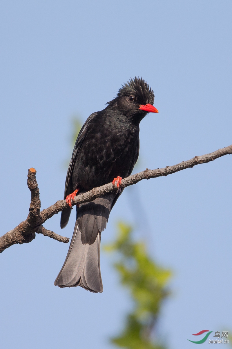 红嘴黑鹎(黑短脚鹎)himalayan black bulbul 