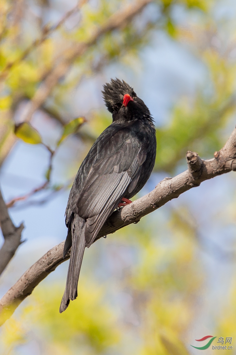 红嘴黑鹎黑短脚鹎himalayanblackbulbul