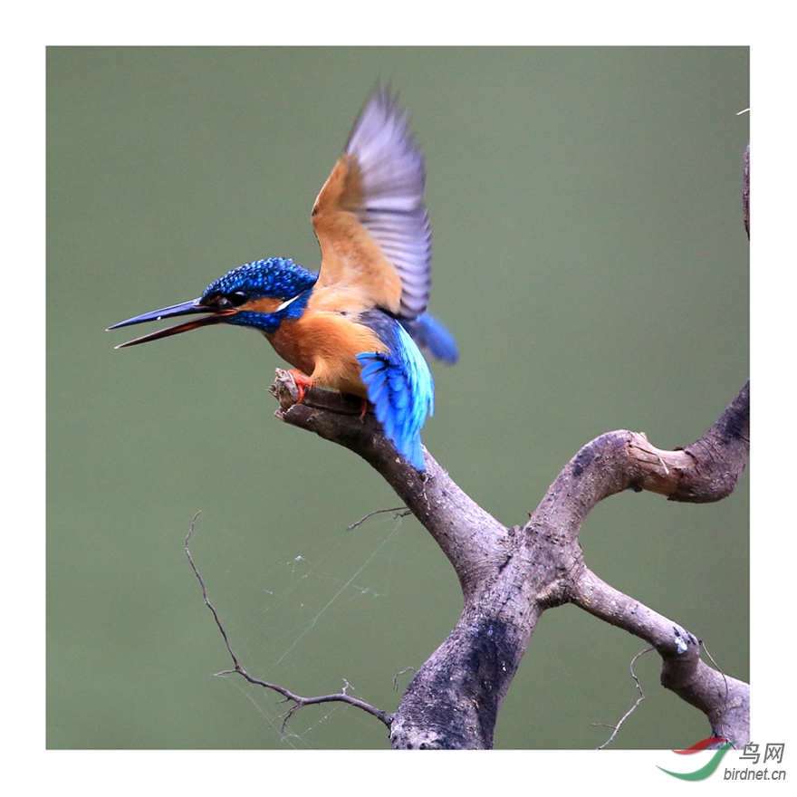 翠鸟小夫妻吵架