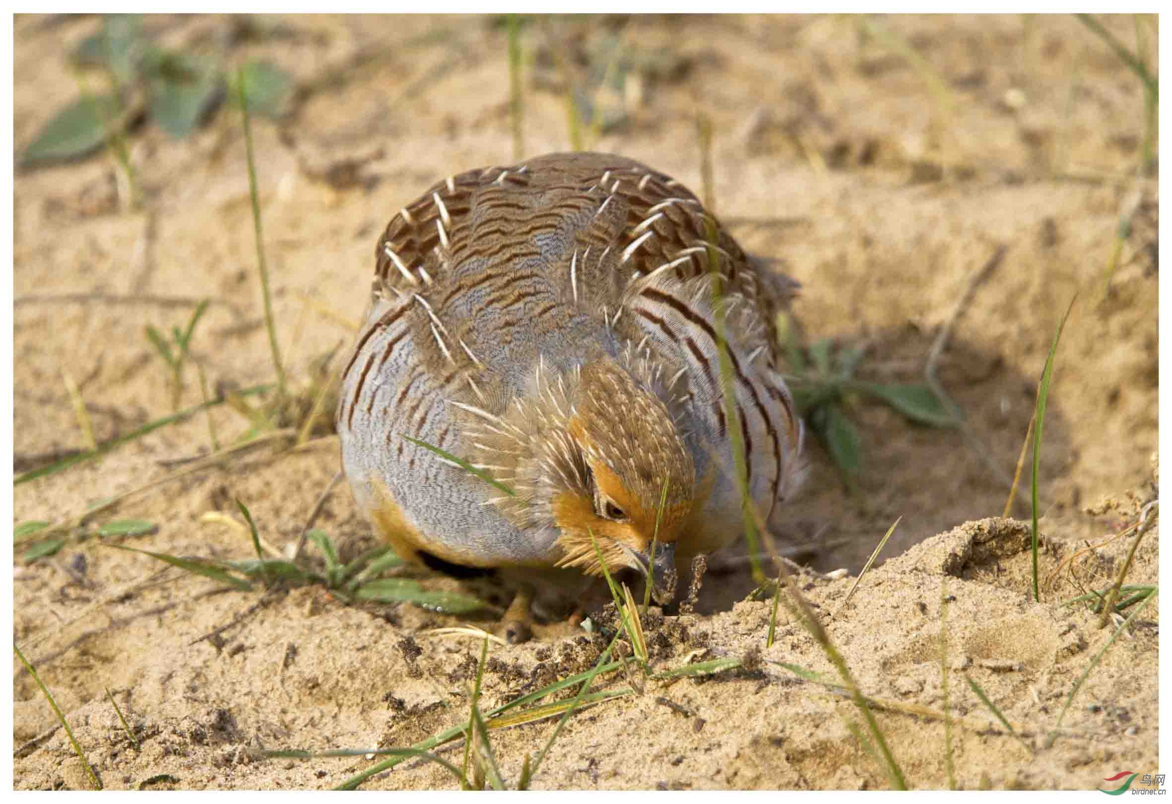 蓝旗呆版沙半鸡