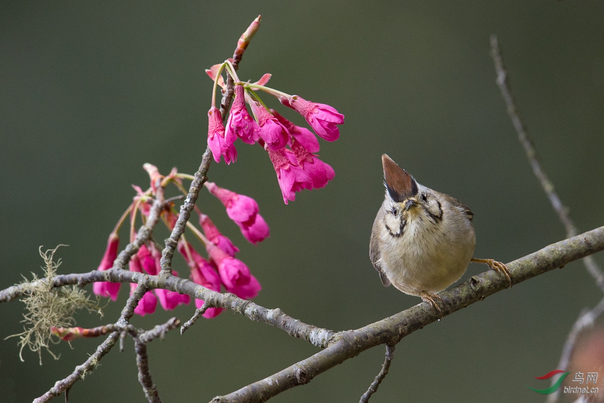 冠羽画眉(褐头凤鶥)taiwan yuhina