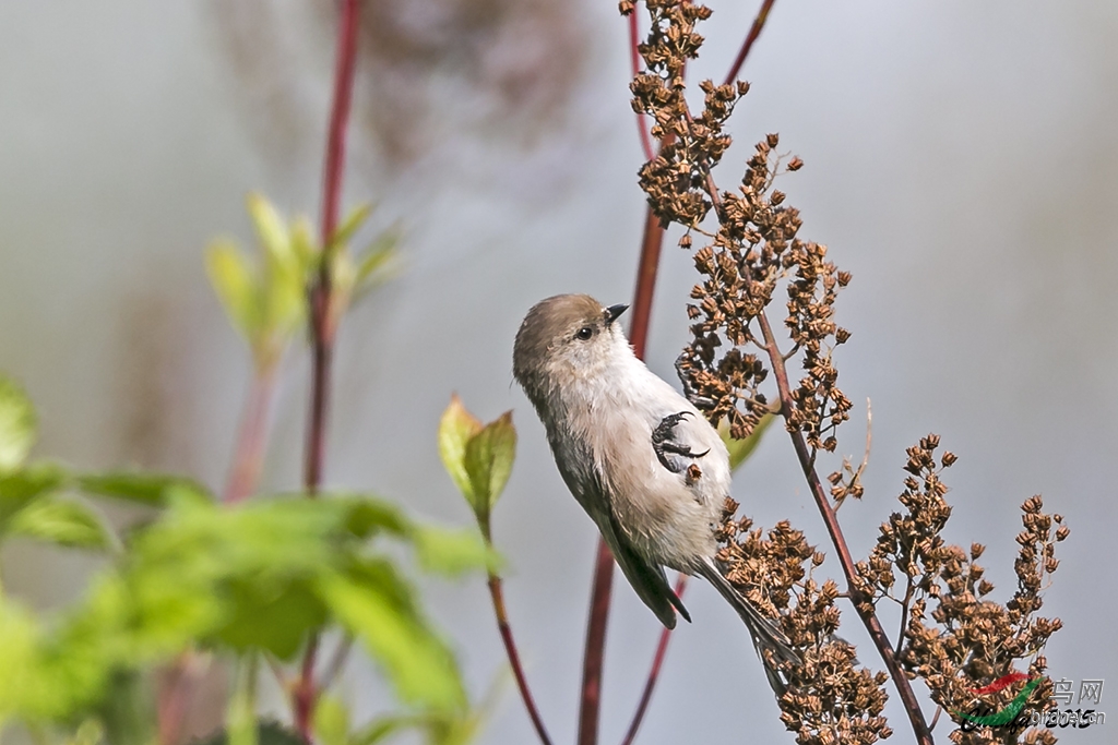 枝头舞者丛山雀
