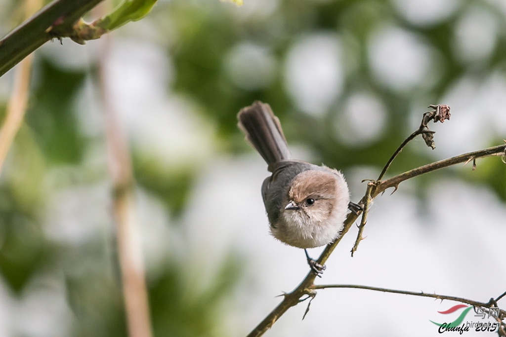 枝头舞者丛山雀