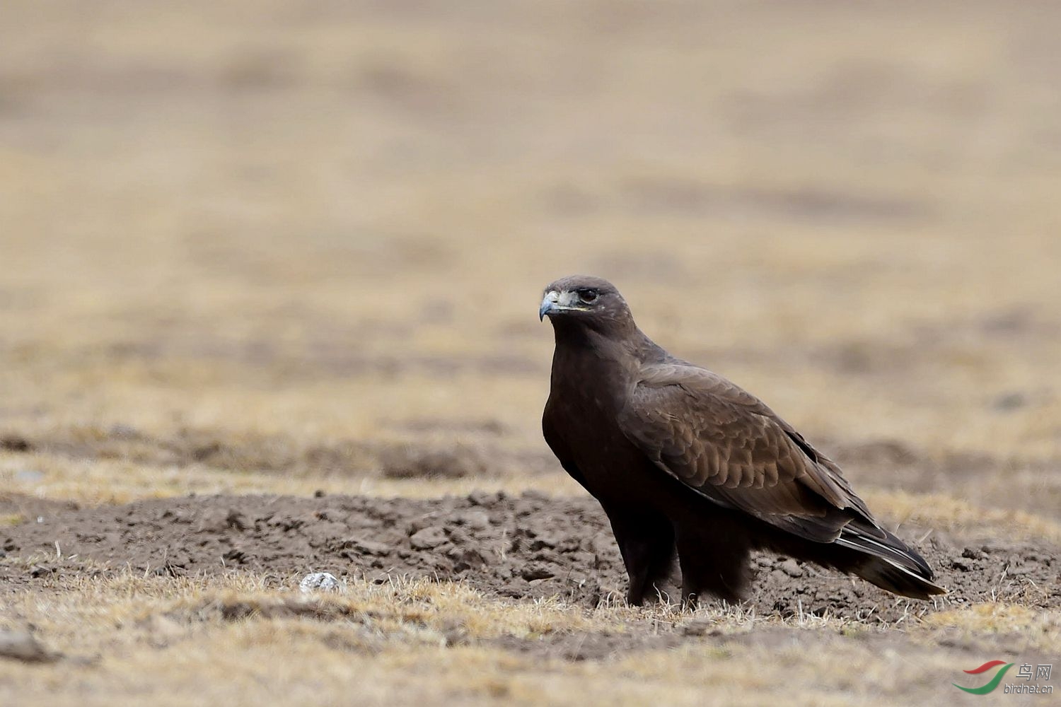 罕见的全黑色大 