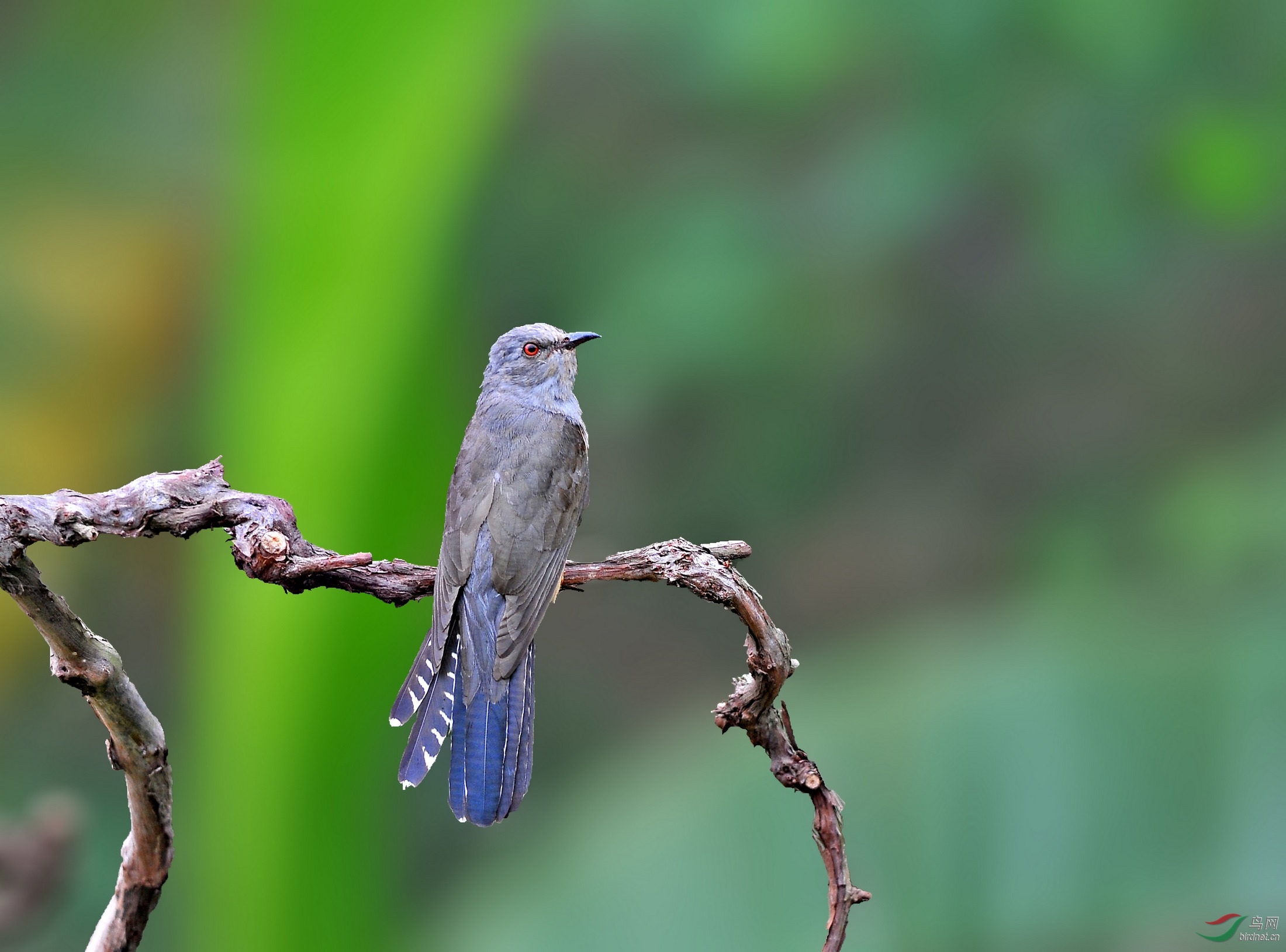 子规今春又啼血——八声杜鹃