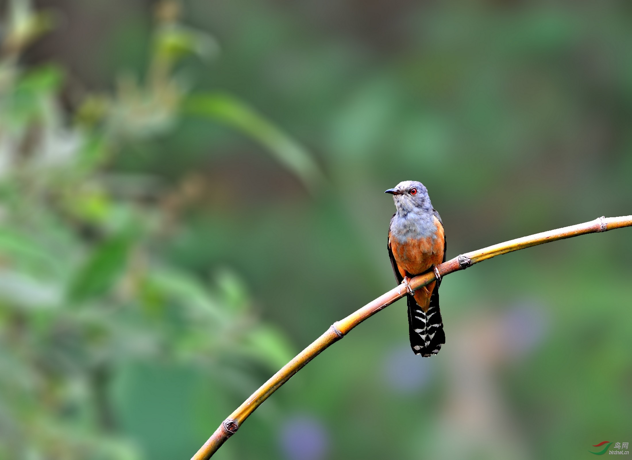 子规今春又啼血八声杜鹃