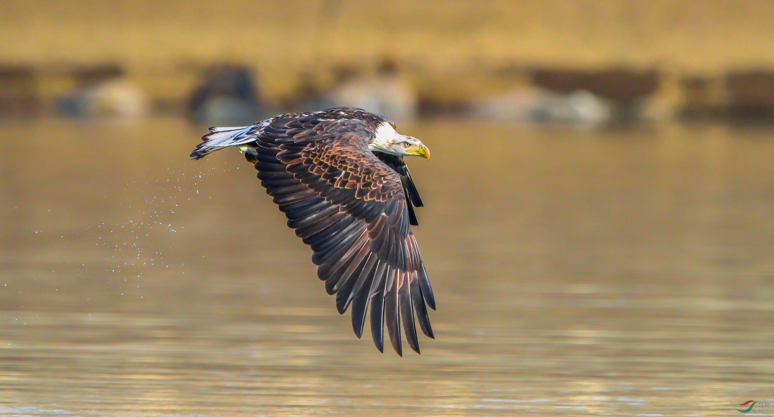 美国著名白头海雕拍摄点掠影(4)——姗姗的故事