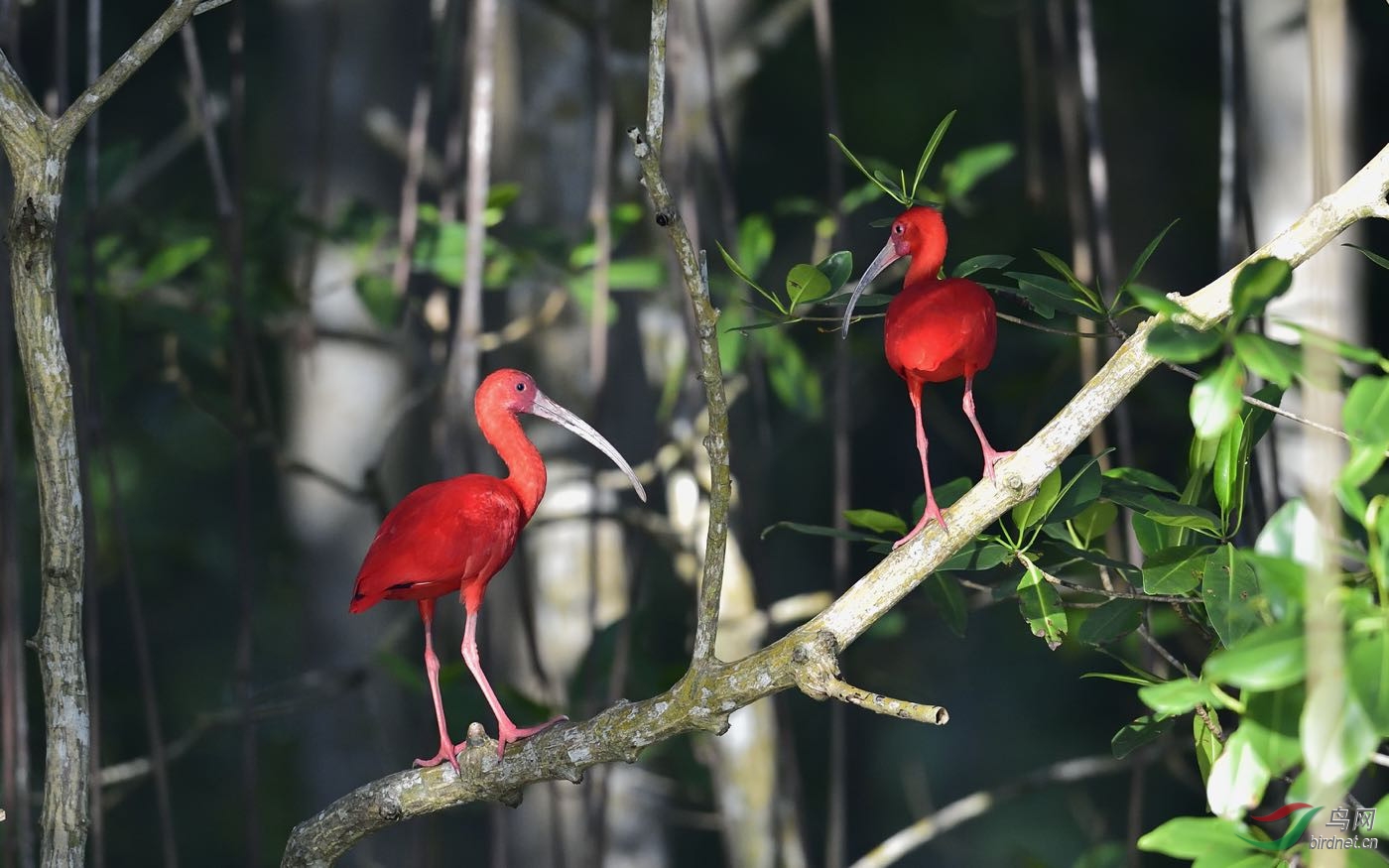 美洲红鹮一组红44