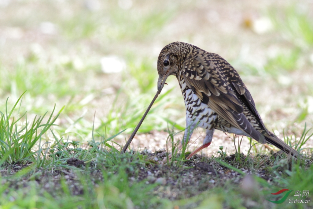 拔蚯蚓------虎斑地鸫(南汇东滩)