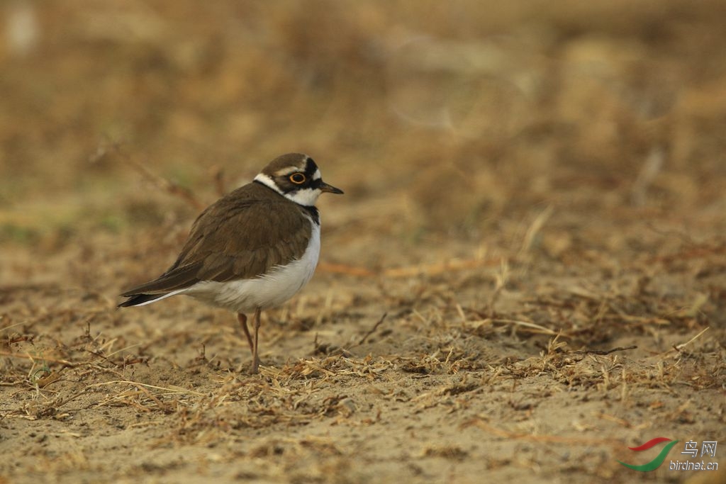 野鸭湖未见东方鸻喜获金眶鸻