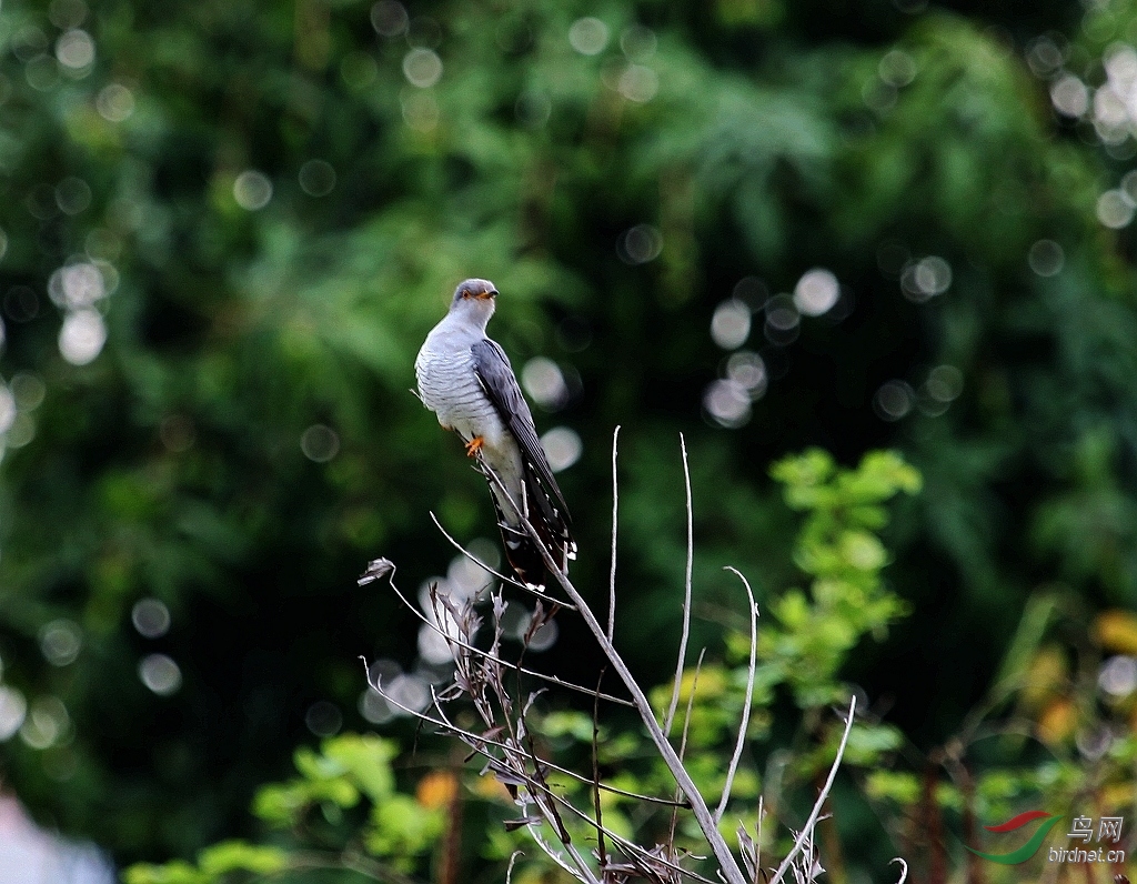 我是春天布谷鸟