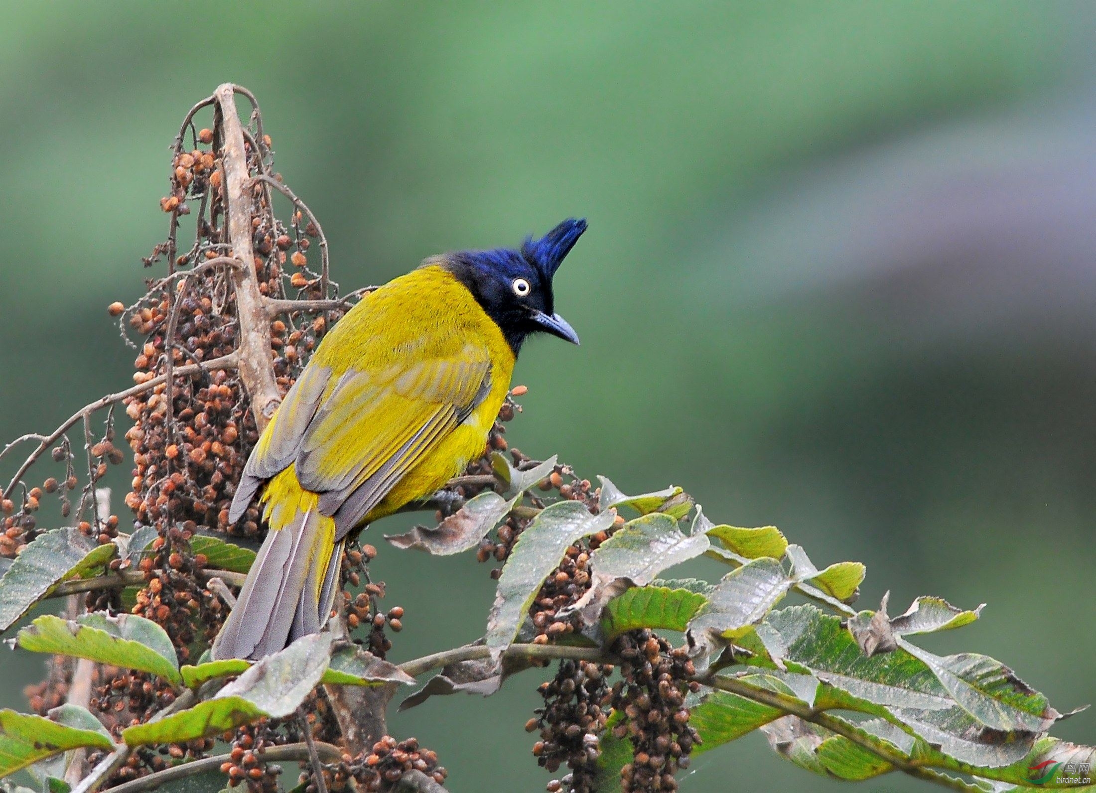 红墙往事—长篇鸟类摄影纪实(红顶鹛,绿嘴地鹃等)