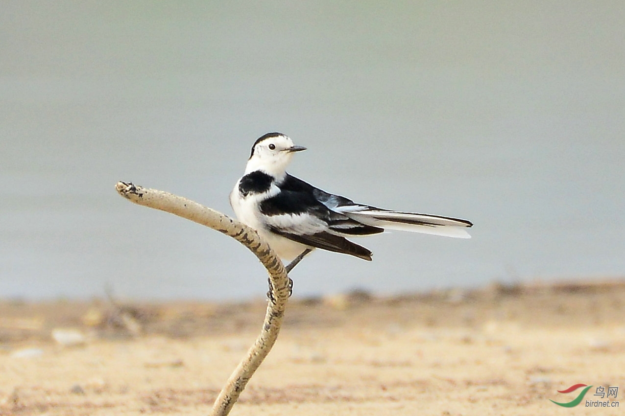 枝頭變鳳凰----白鶺 