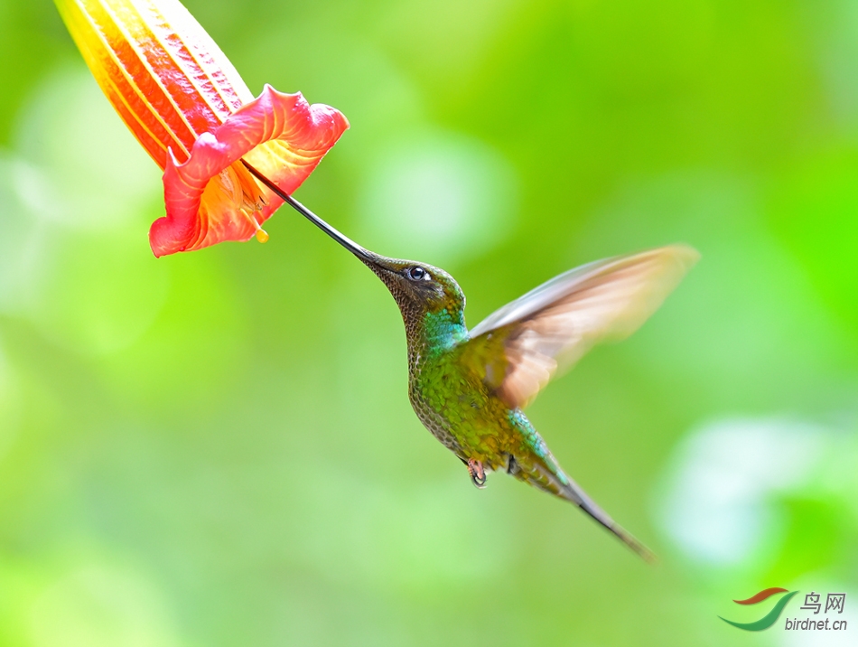 (棕尾蜂鸟)蜂鸟花鸟图!祝贺图4荣登鸟网首页精华图片!