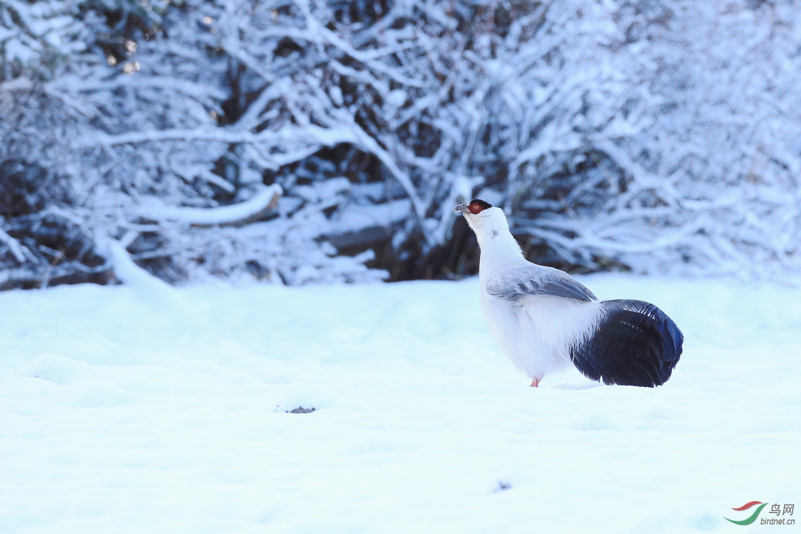 雪地白马鸡