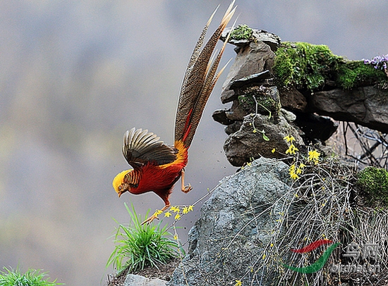 锦鸡桃花