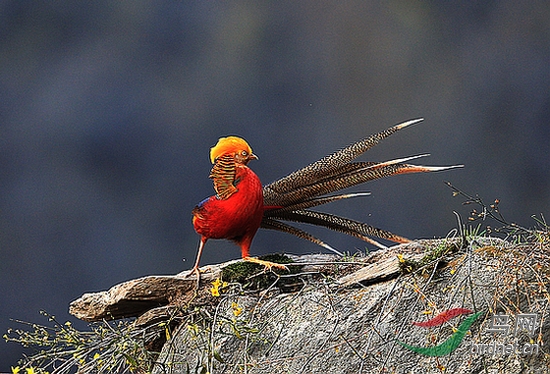 锦鸡桃花