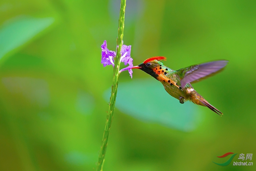 缨冠蜂鸟缨冠蜂鸟